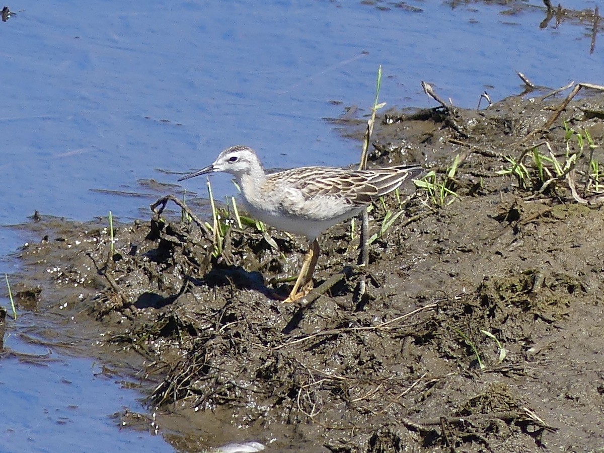 Wilson's Phalarope - Mike McGrenere