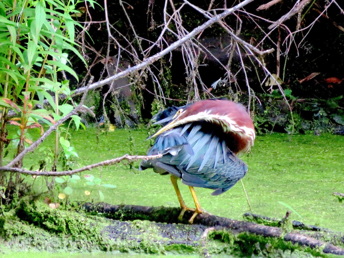 Green Heron - ML357306451