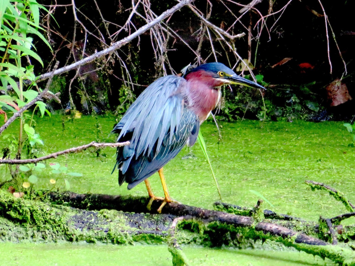 Green Heron - ML357306461