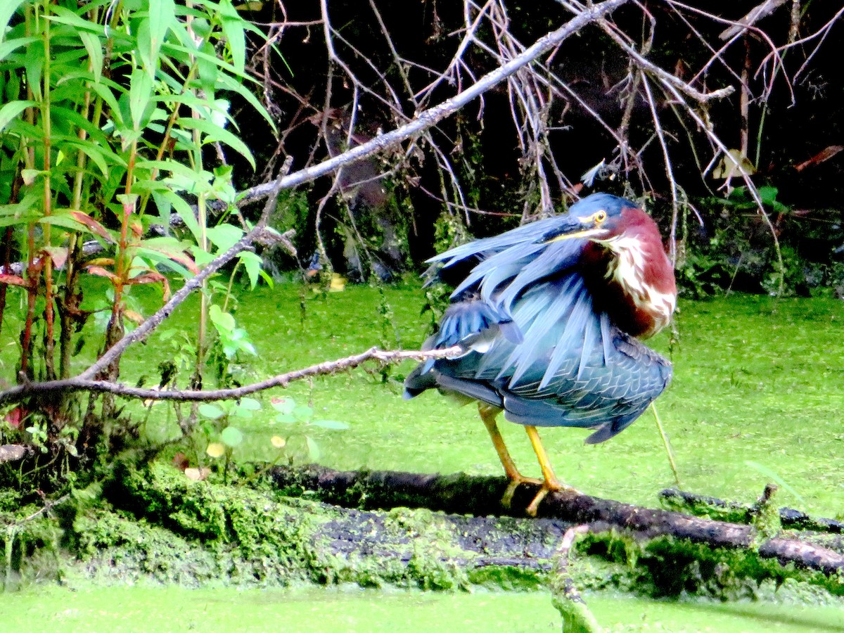 Green Heron - ML357306471