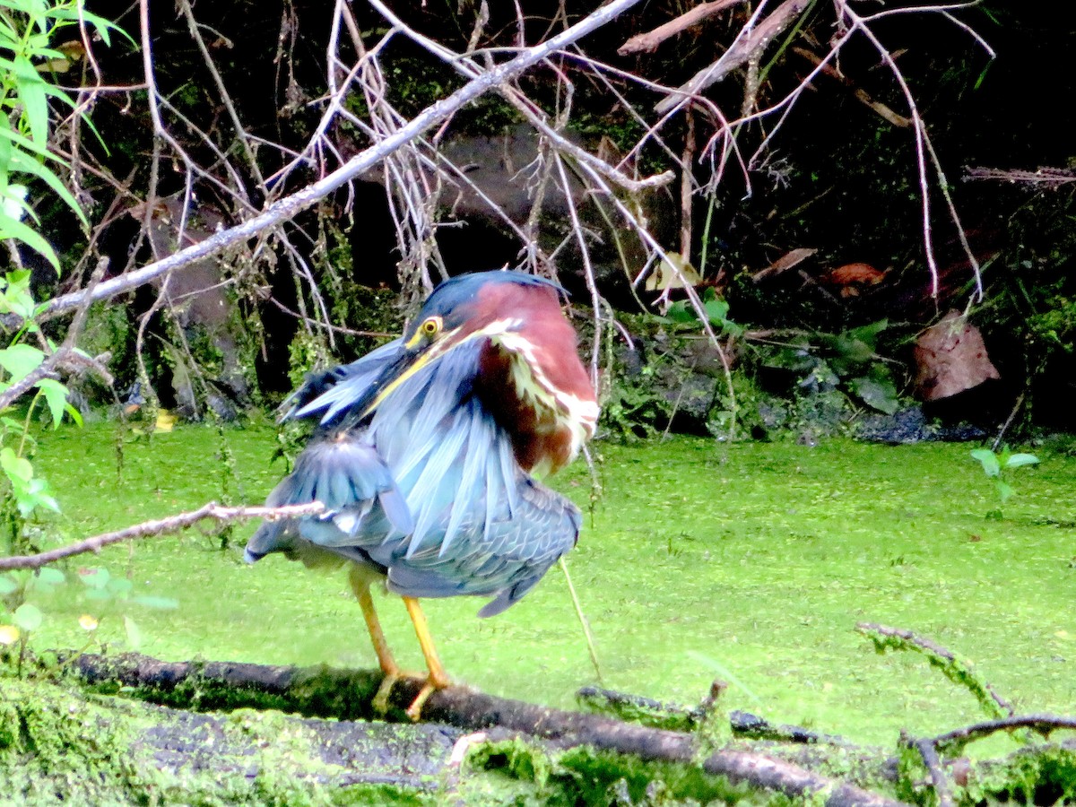 Green Heron - ML357306481