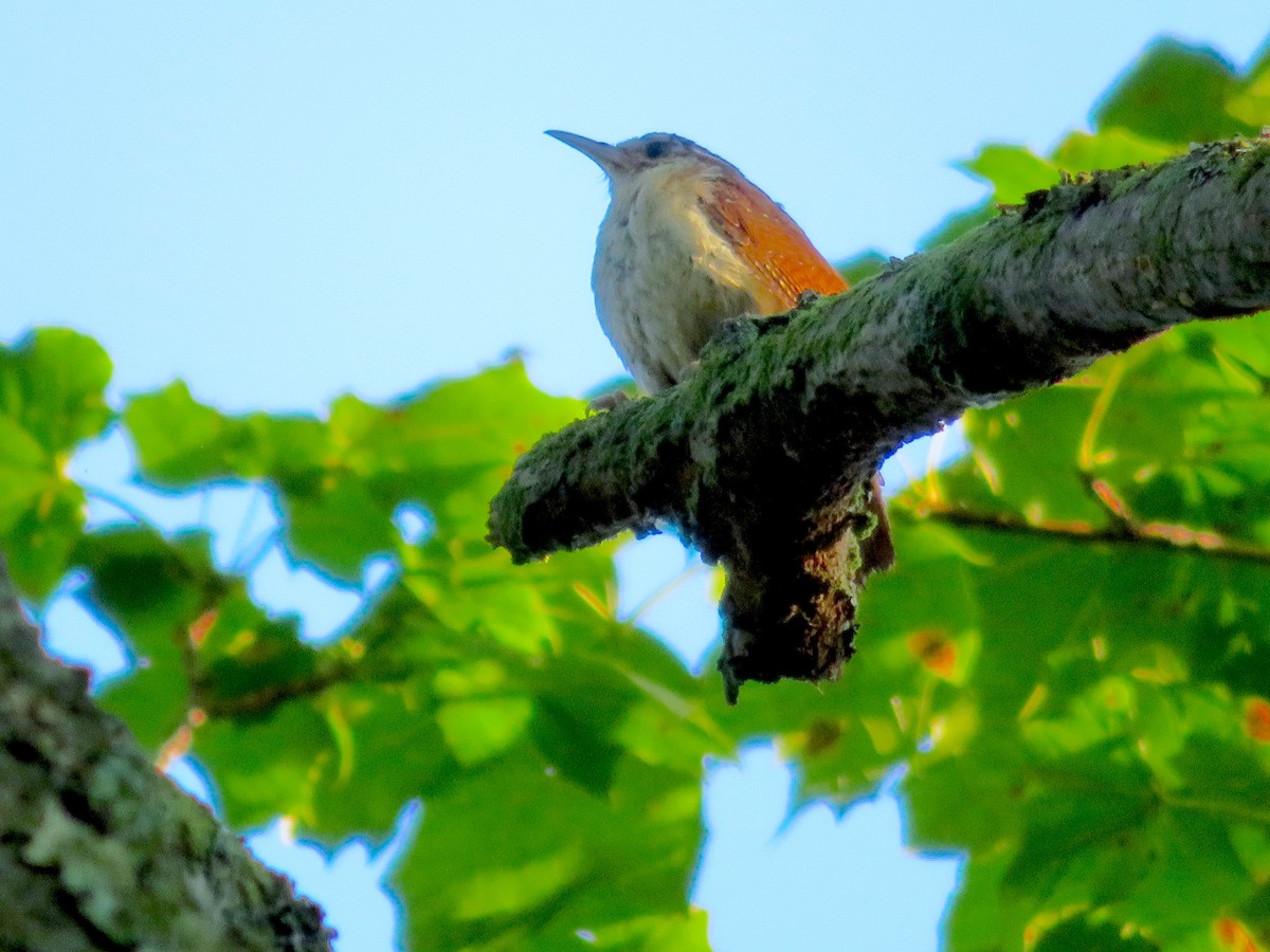 Carolina Wren - ML357306571