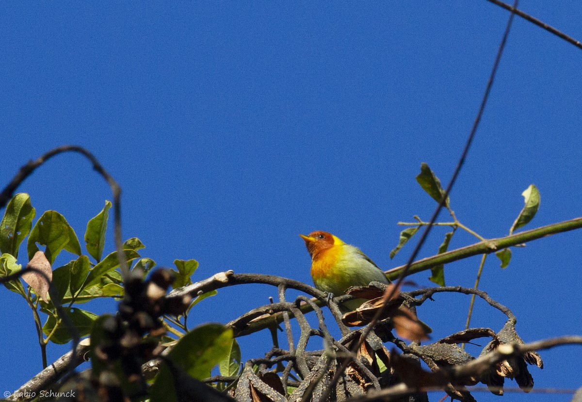 Rufous-headed Tanager - ML357309041