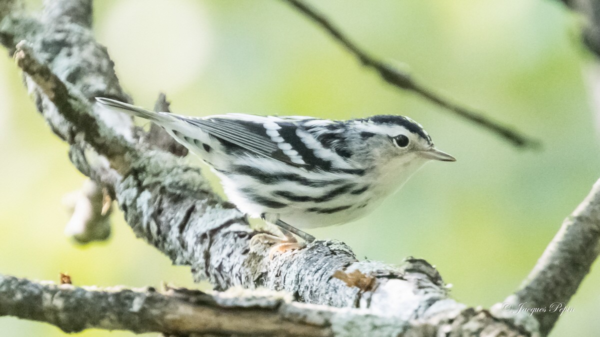 Black-and-white Warbler - ML357313461