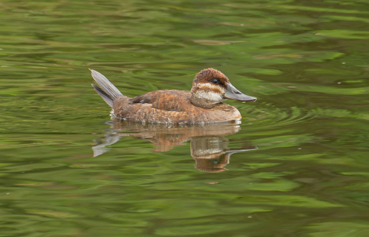 Ruddy Duck - Anonymous