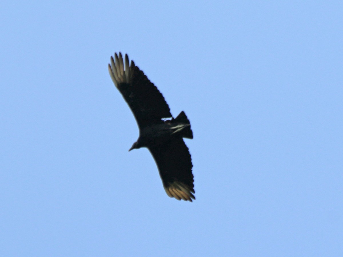 Black Vulture - ML357317661