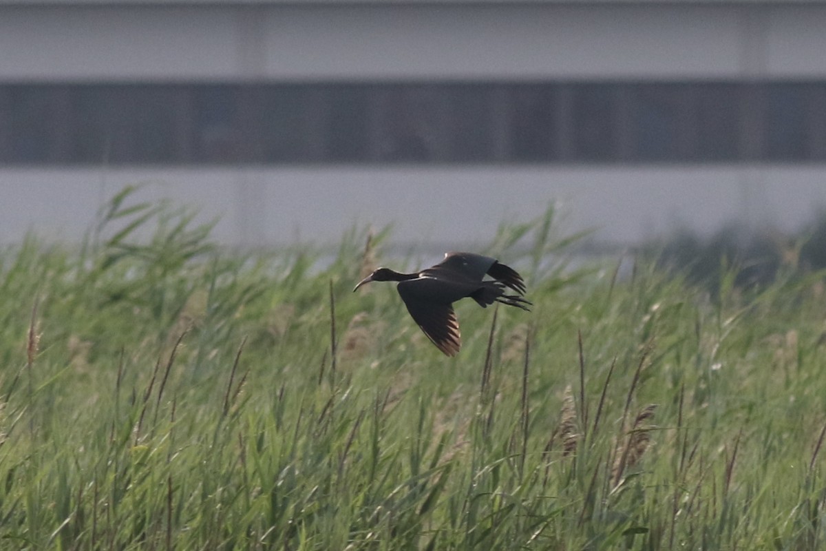 Glossy Ibis - ML357317851