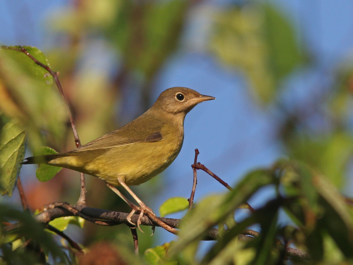 Connecticut Warbler - Larry Therrien