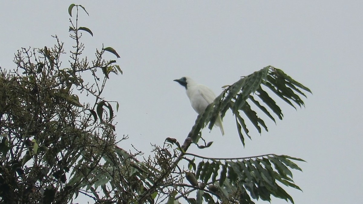 Bare-throated Bellbird - ML357319981