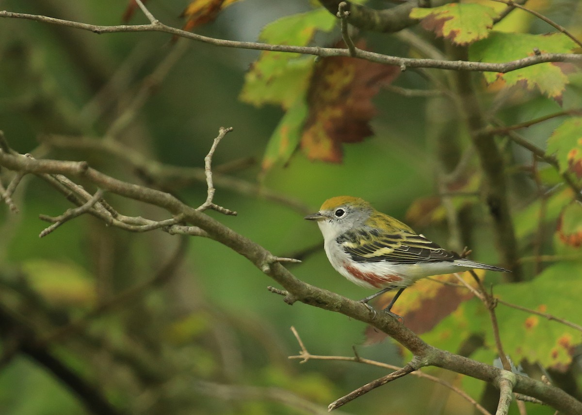 Chestnut-sided Warbler - Tim Lenz