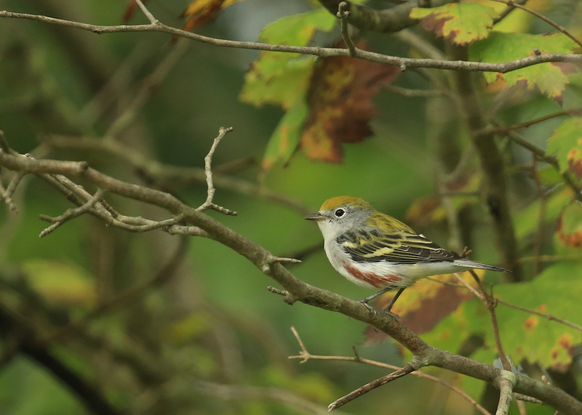 Chestnut-sided Warbler - ML35732001