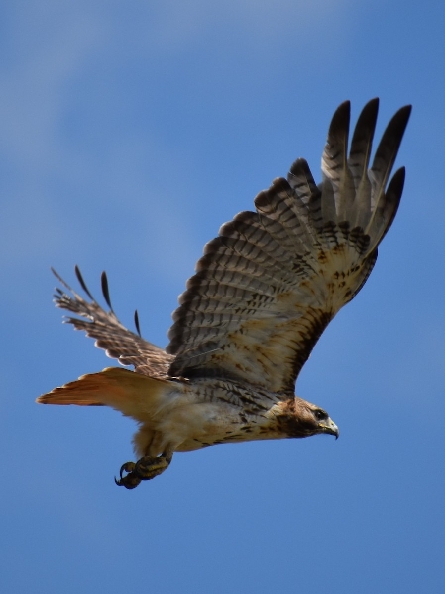 Red-tailed Hawk - Heather McFerren