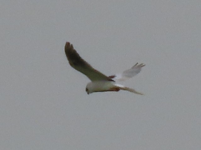 White-tailed Kite - ML357321701
