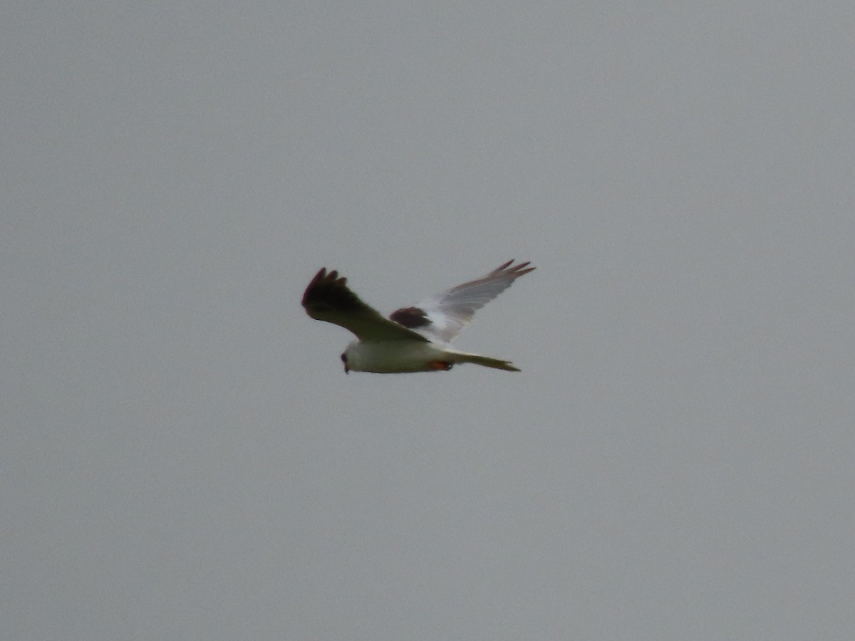 White-tailed Kite - ML357321921
