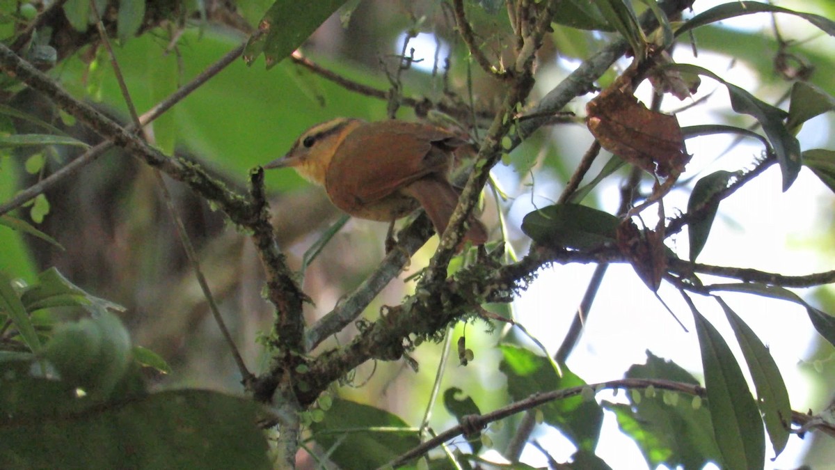 Ochre-breasted Foliage-gleaner - ML357322611