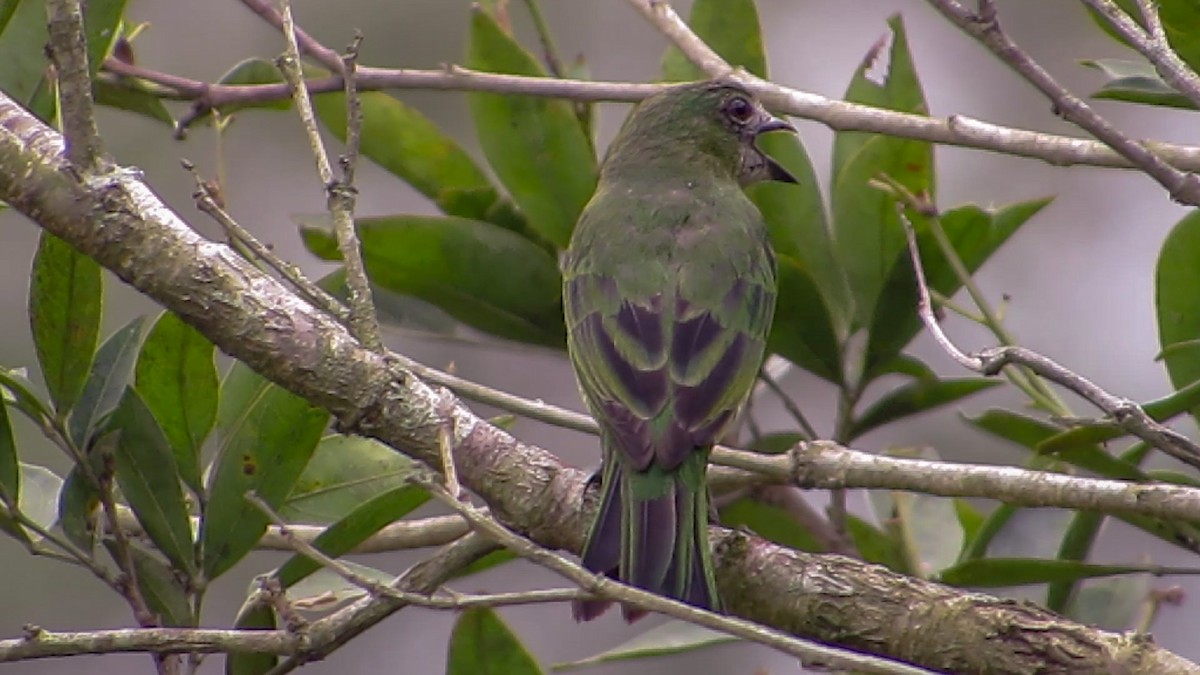 Swallow Tanager - ML357325461