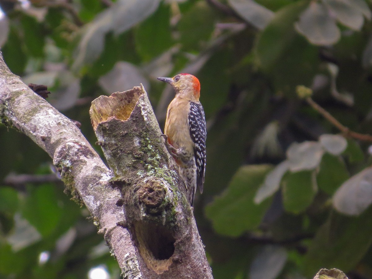 Red-crowned Woodpecker - ML357325801