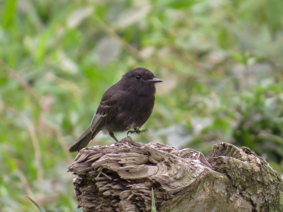 Black Phoebe - ML357325971