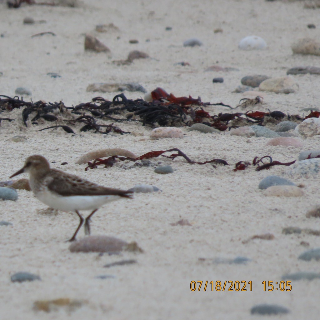 Semipalmated Plover - ML357326131