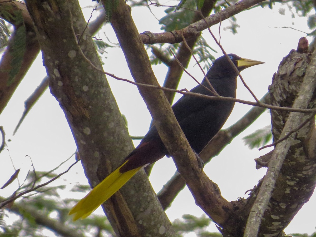 Crested Oropendola - ML357326211