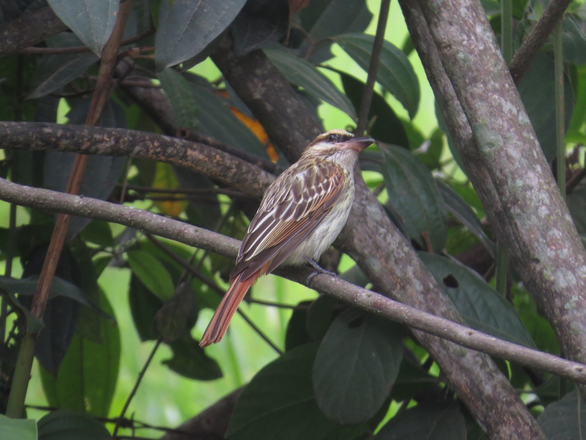 Streaked Flycatcher - ML357326361