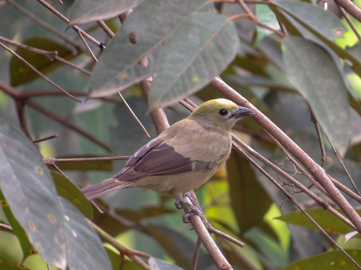 Palm Tanager - ML357326471