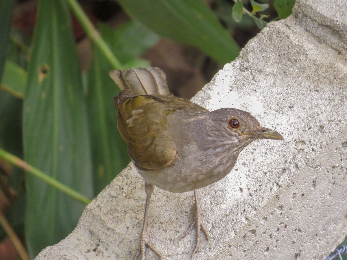 Pale-breasted Thrush - ML357326651