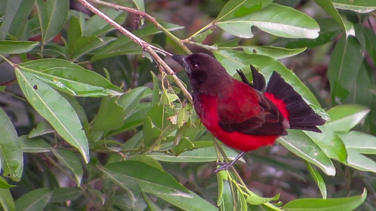 Crimson-backed Tanager - ML357326991