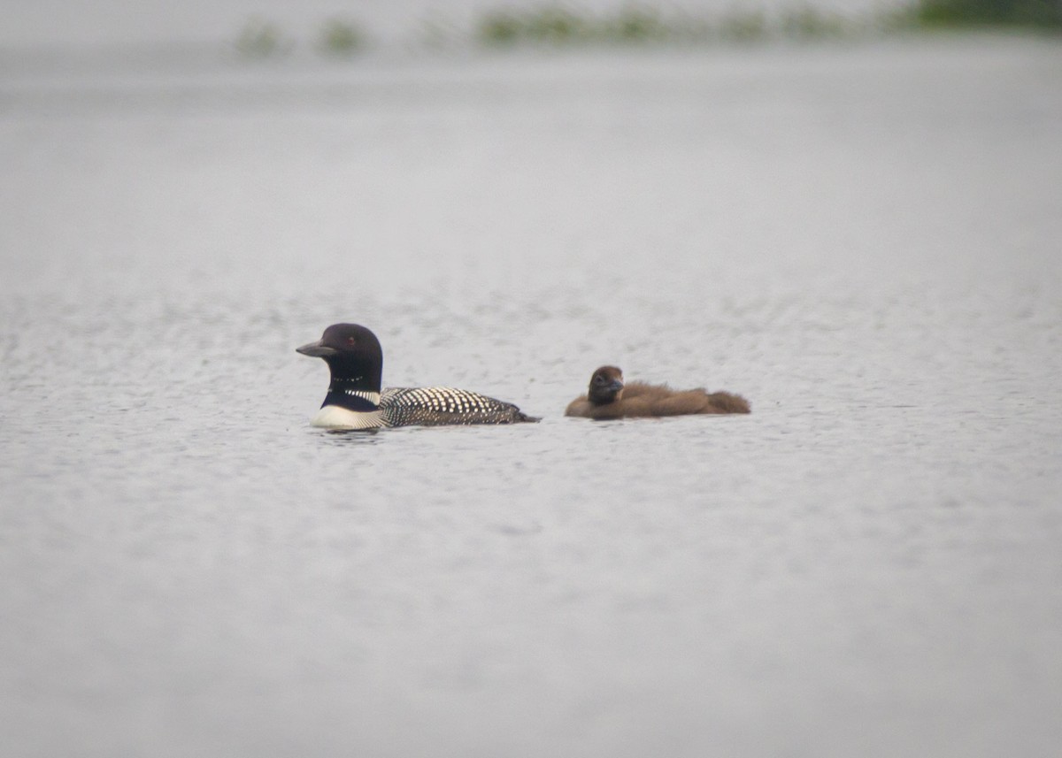 Common Loon - ML357327031