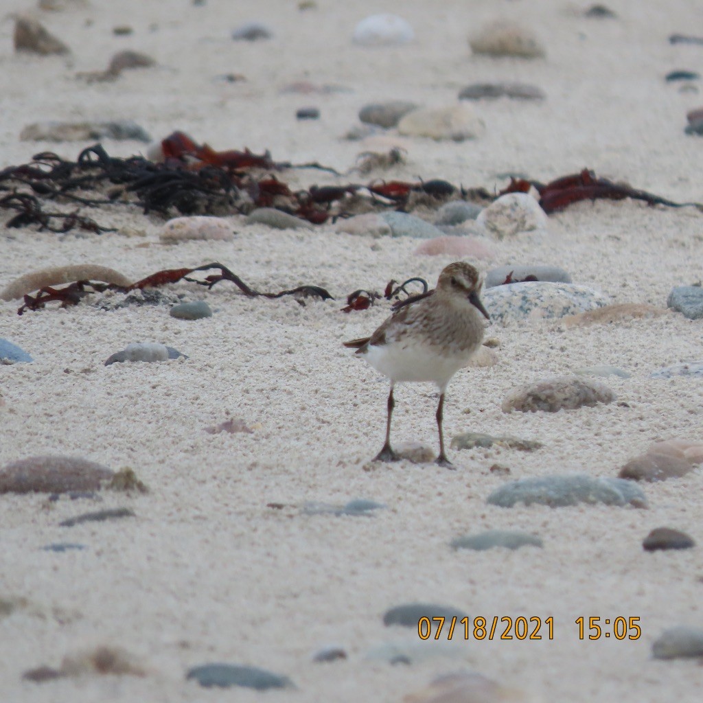 Semipalmated Plover - ML357327161