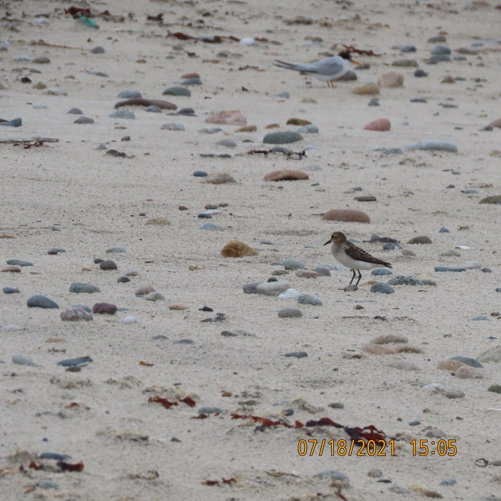 Semipalmated Plover - ML357327171