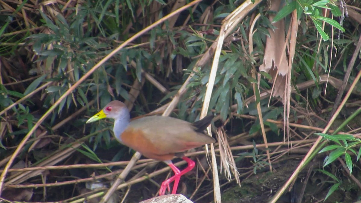 Gray-cowled Wood-Rail - ML357327281