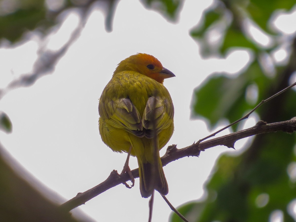 Saffron Finch - ML357327531
