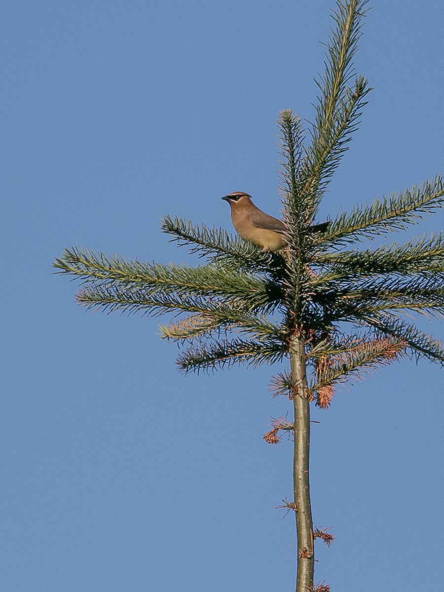 Cedar Waxwing - ML357328281