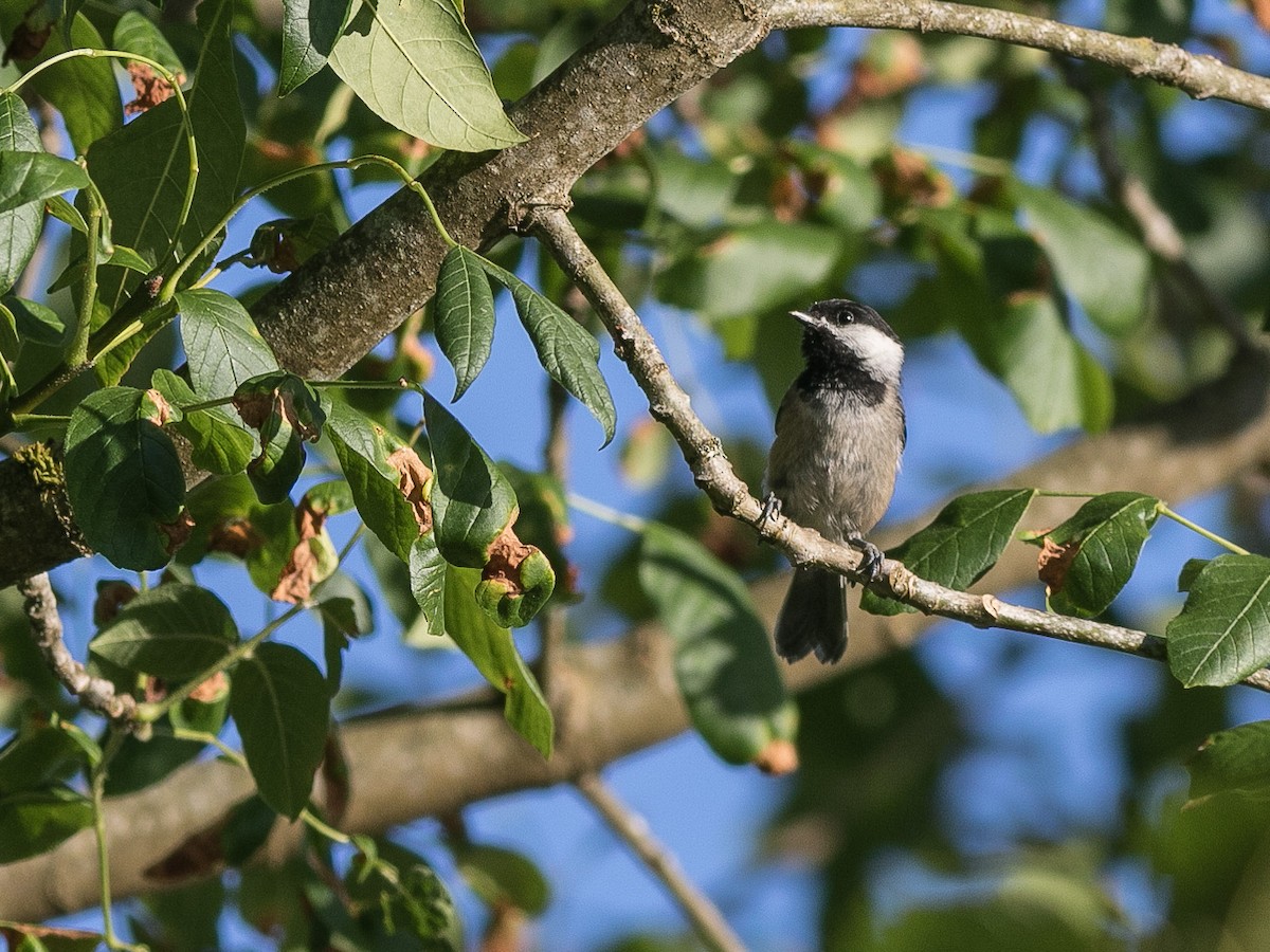 Black-capped Chickadee - ML357329431