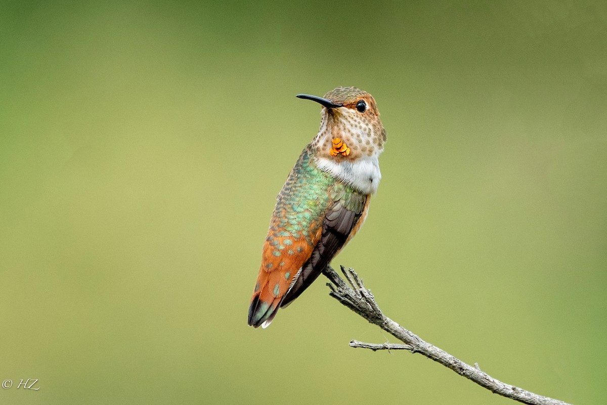 Allen's Hummingbird - ML357330541