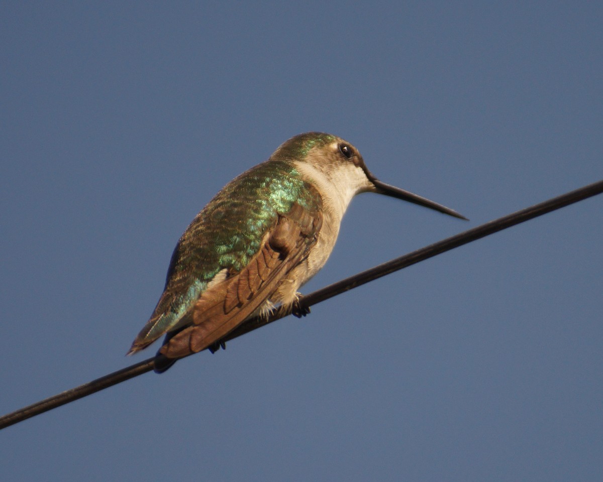hummingbird sp. - ML35733131