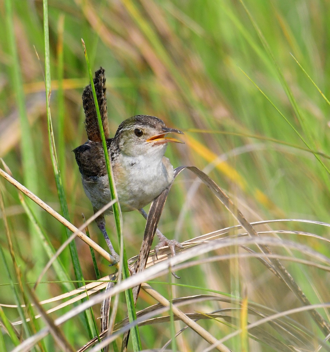 Marsh Wren - ML357332301