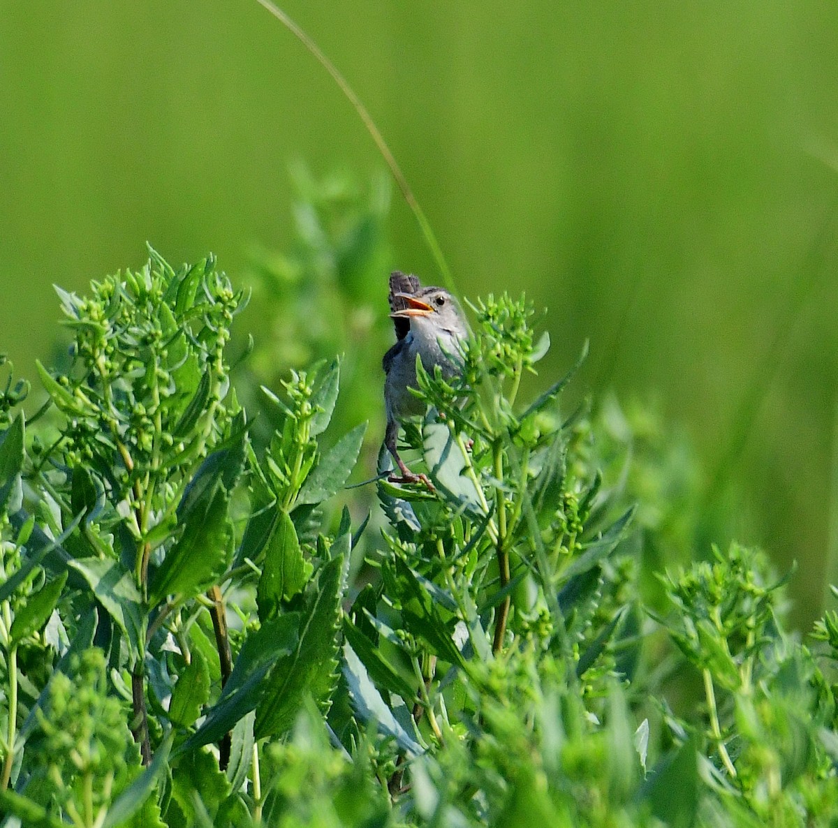 Marsh Wren - ML357332381