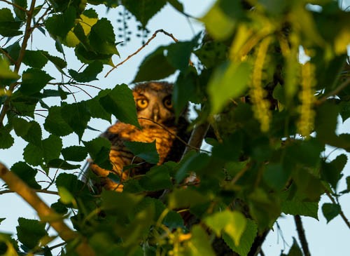 Great Horned Owl - Gerry Flanders