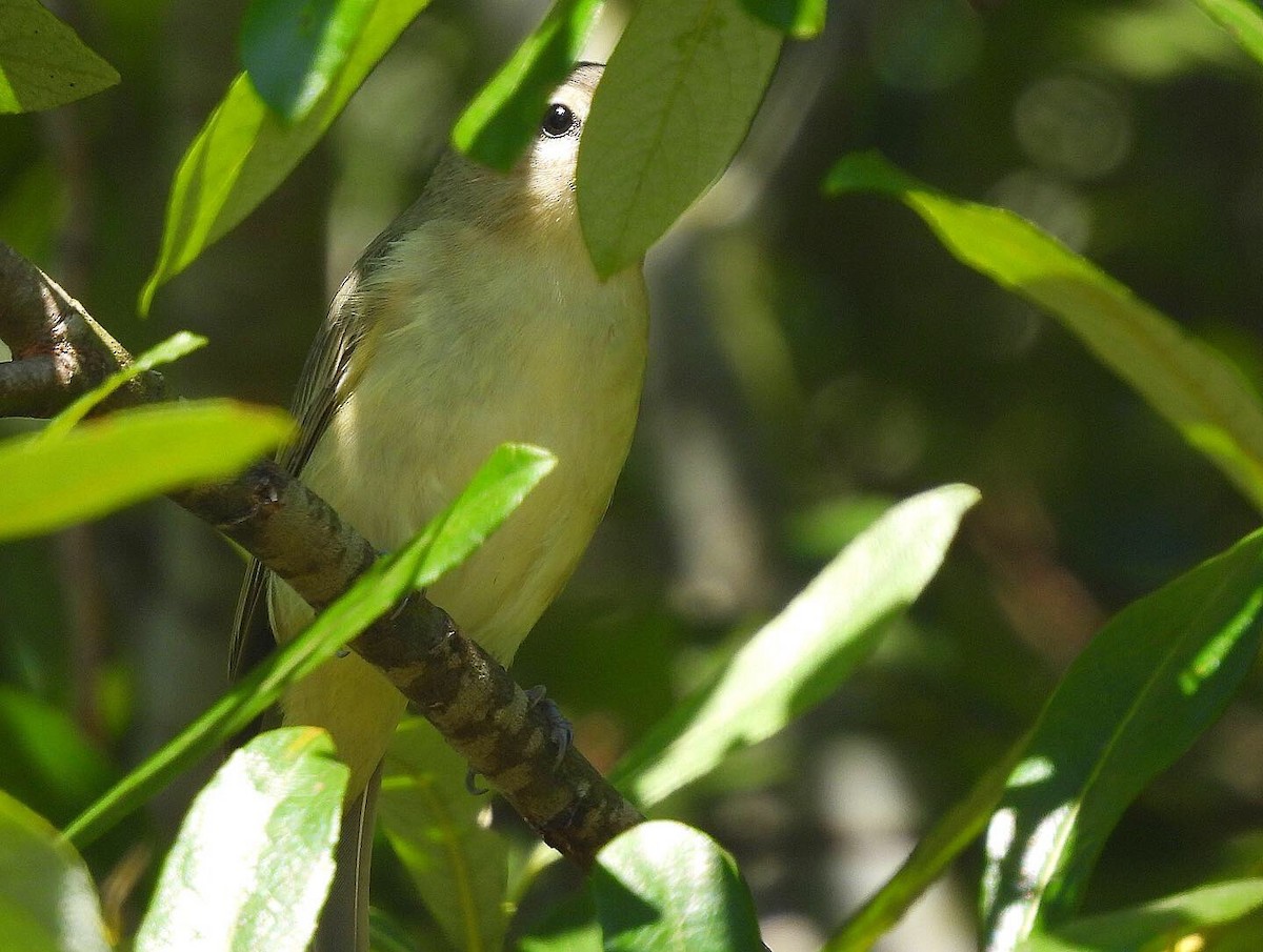 Warbling Vireo - ML357335131