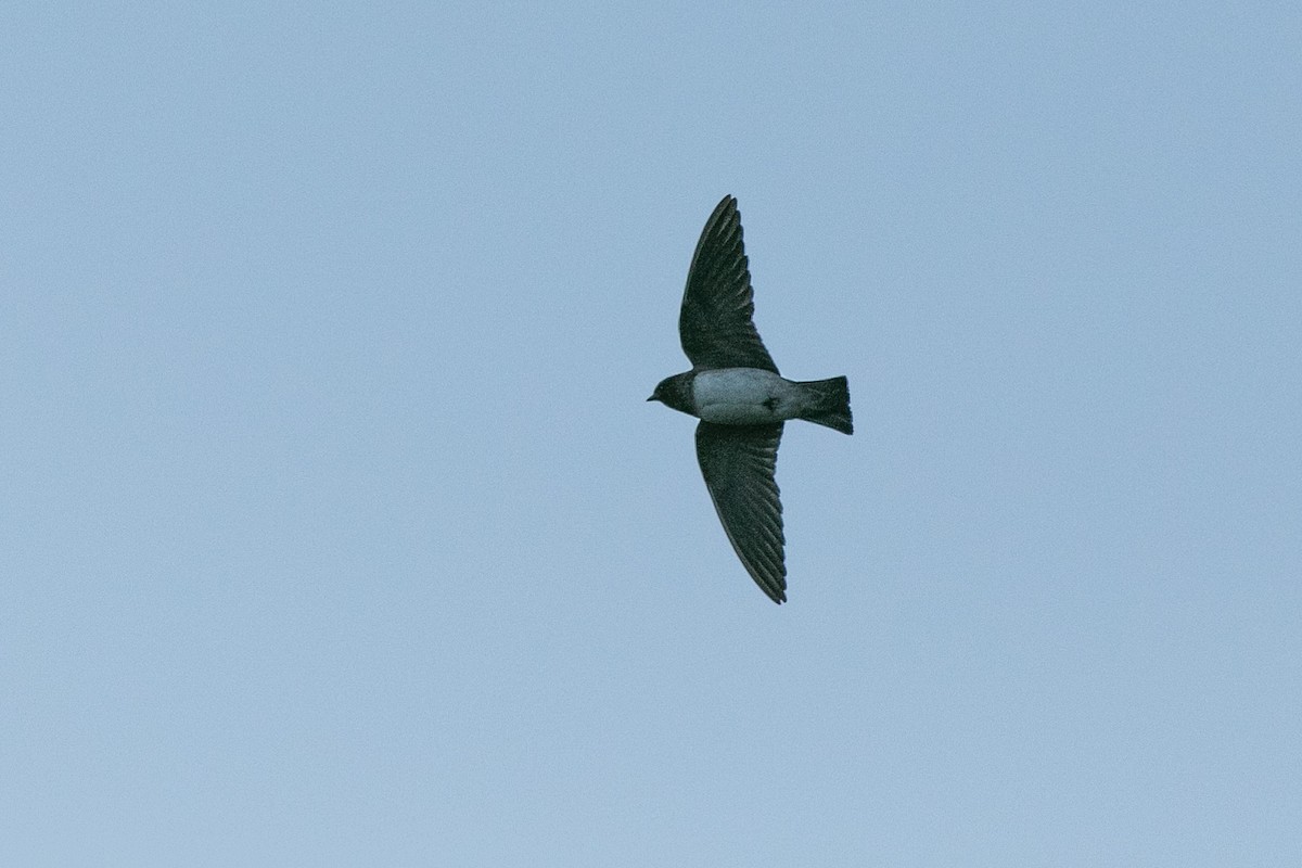 Cliff Swallow - ML357335191