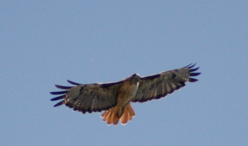 Rotschwanzbussard (calurus/alascensis) - ML357335301