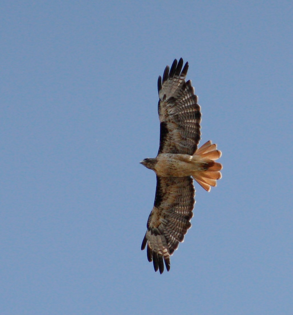 Rotschwanzbussard (calurus/alascensis) - ML357335311