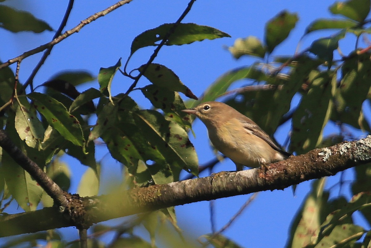 Pine Warbler - ML35733561