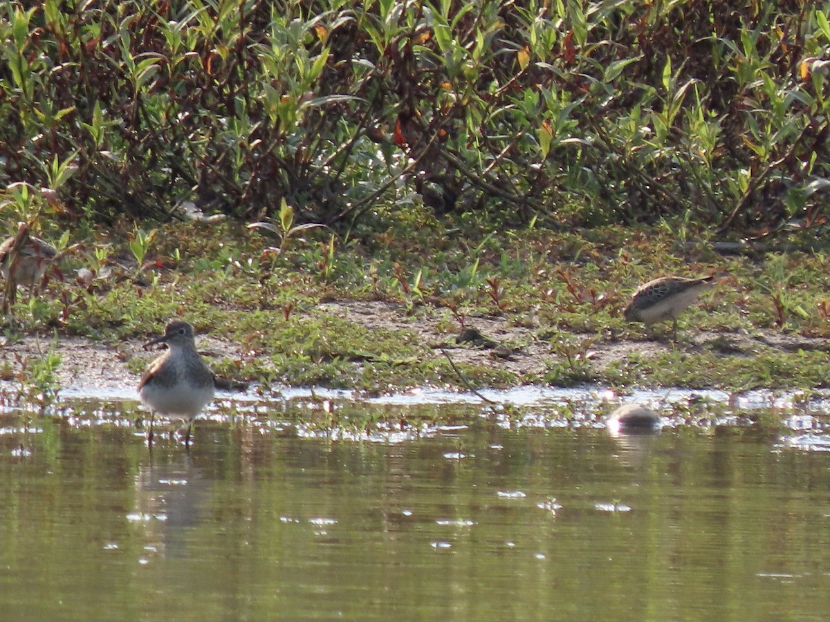 Solitary Sandpiper - Quinn Emmering