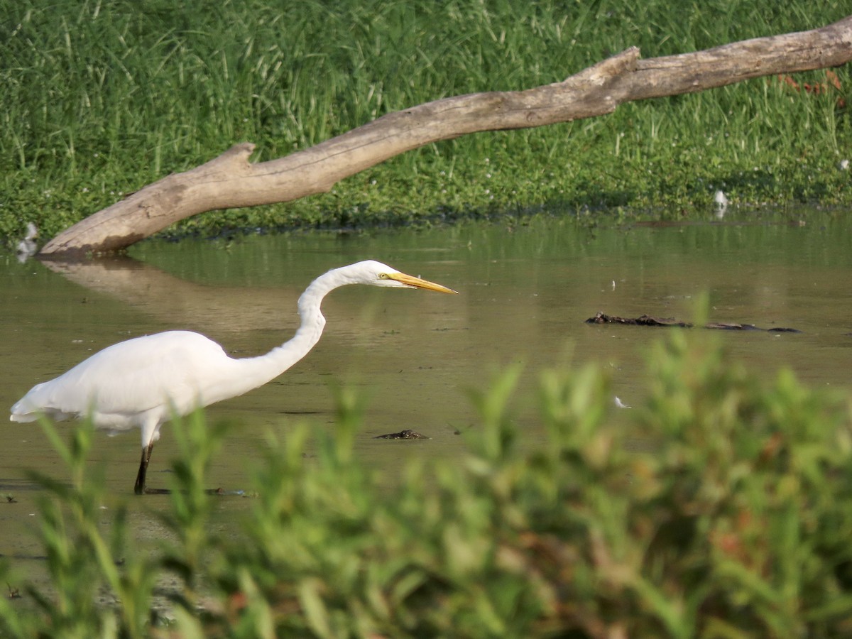 Great Egret (American) - Quinn Emmering