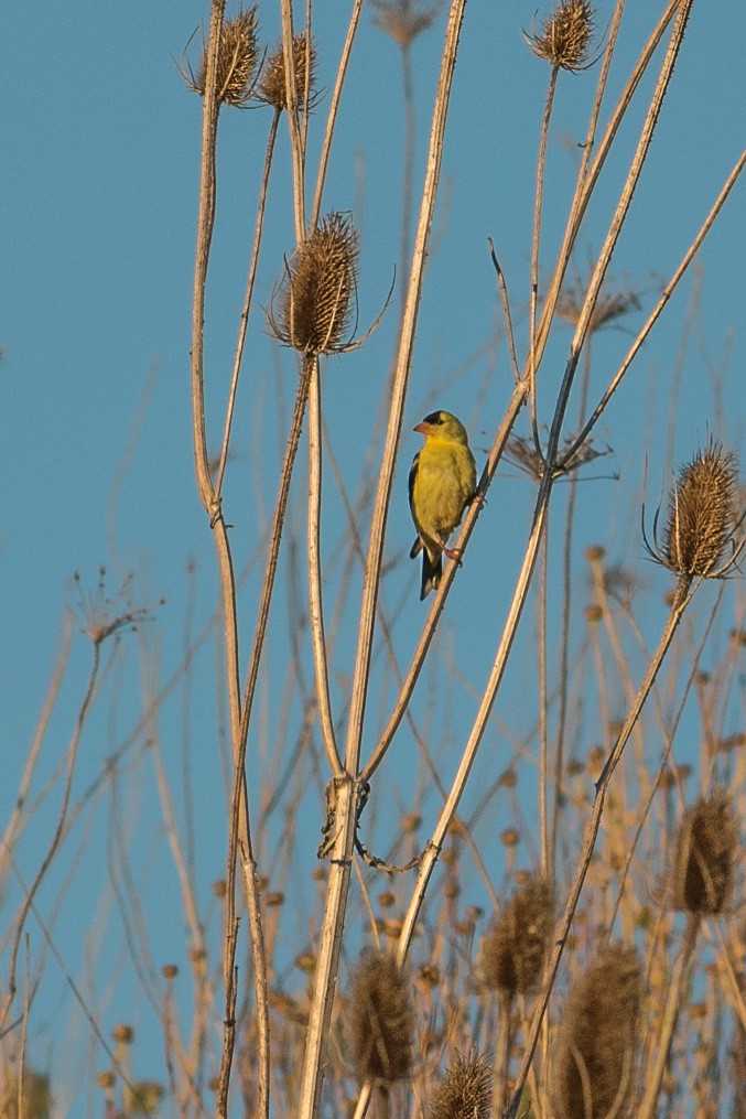 American Goldfinch - ML357336111