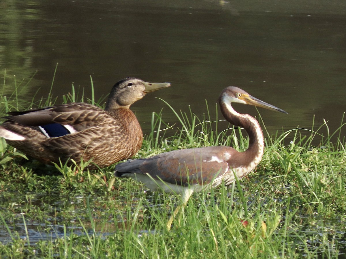 Tricolored Heron - ML357336171