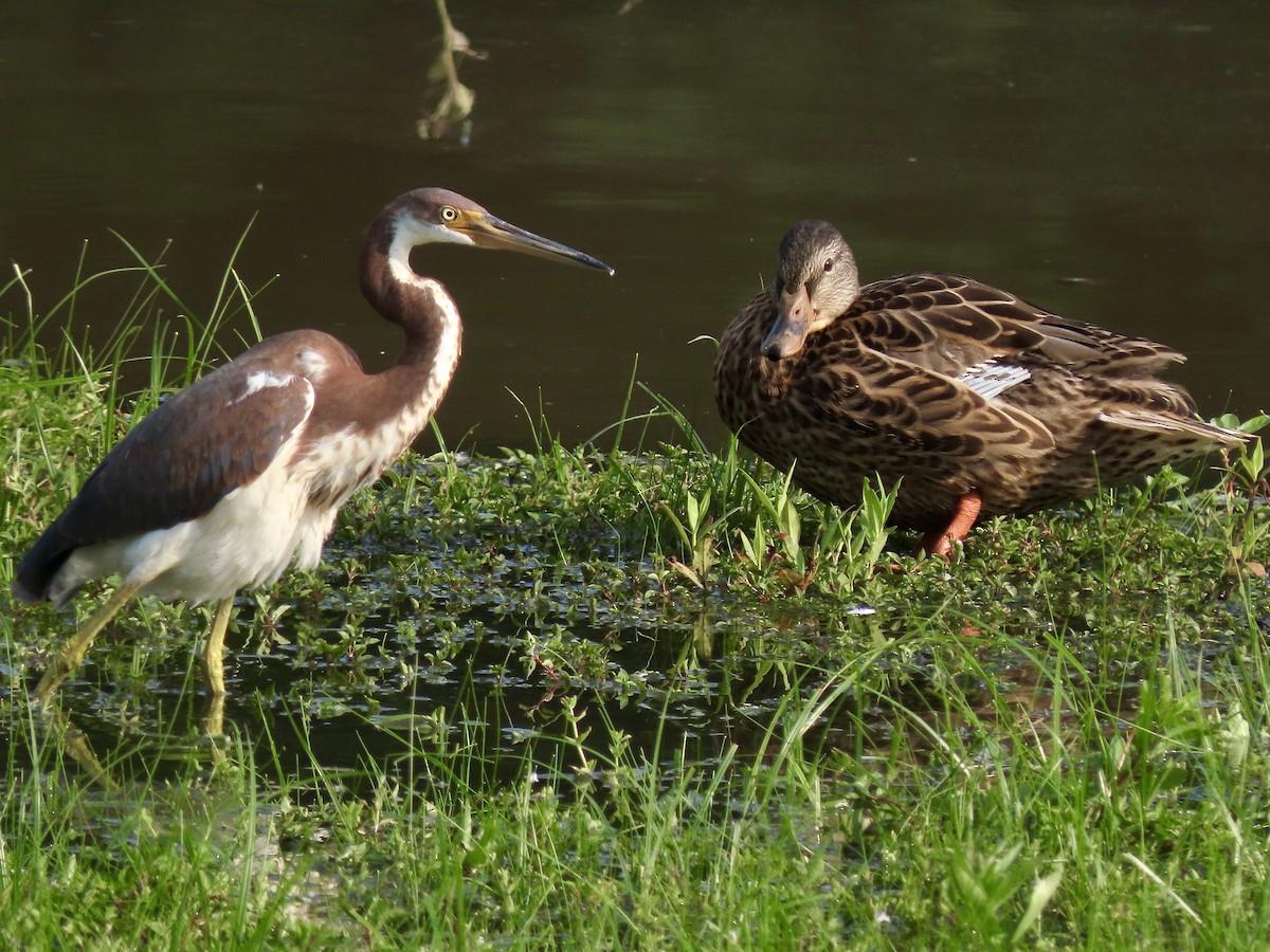 Tricolored Heron - ML357336181